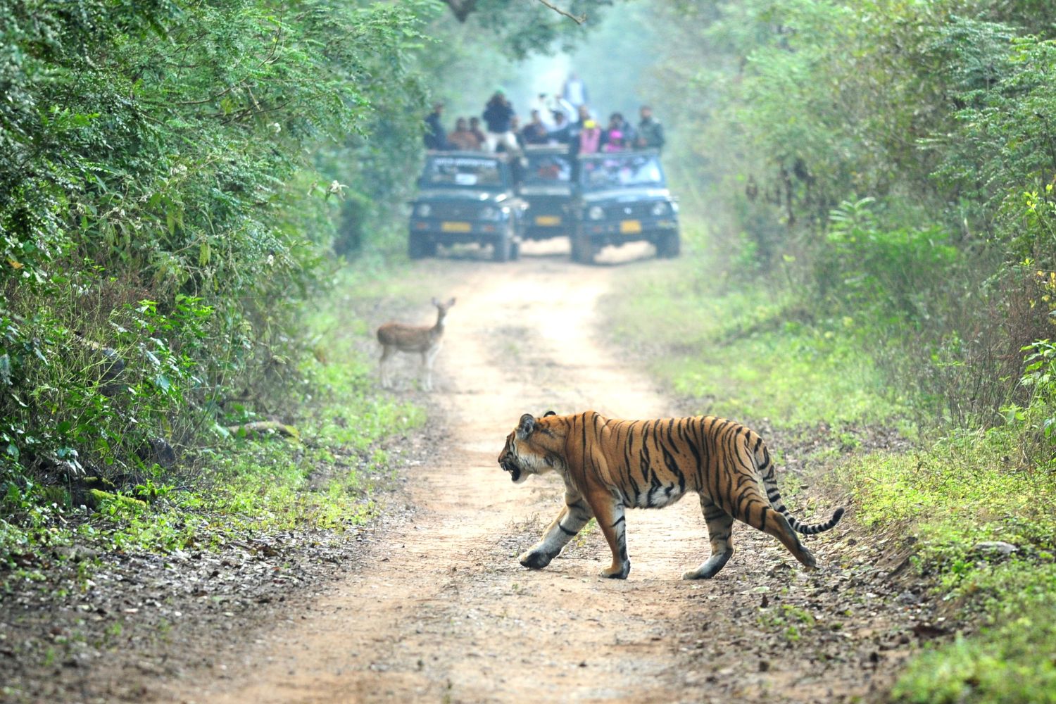 "Royal Bengal Tiger"